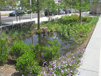 rain garden