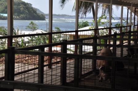 Image of a pig enclosures with beach in the background.