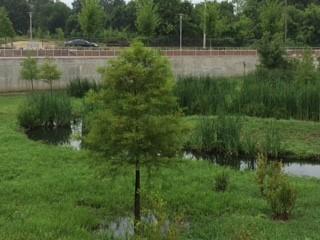 EPA’s Clean Water State Revolving Fund helped the City fund this $4 million dollar project that transformed a brownfield site into a wetland that treats storm water.