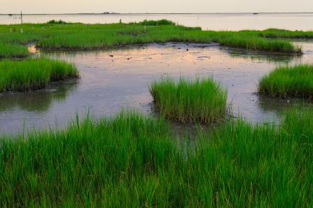 A pretty evening view of a grassy wetland.