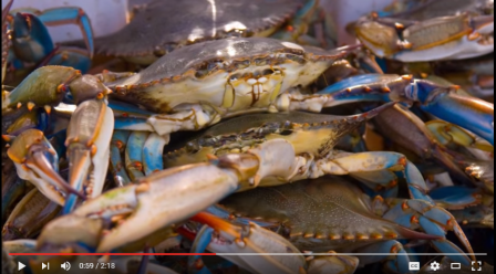 blue crabs