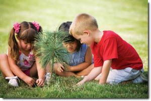 children planting a pine tree