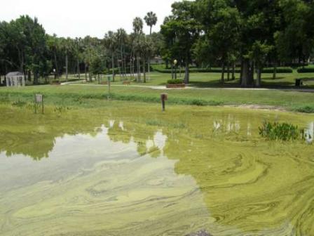 algal bloom