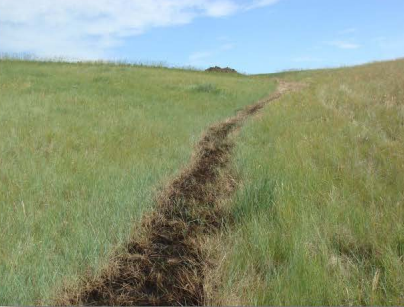 photo of dead oily grass in a line downhill from oil leak