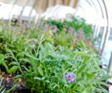 Rooftop Garden utilizing compost made from kitchen waste at the Bellagio, Las Vegas
