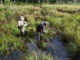 A man and a woman stand in knee-deep water in a middle of a wetland taking soil and water samples.