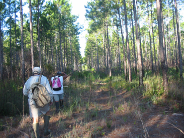 Survey field personnel hike through a pine forest to reach the targeted survey site.