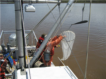 sampler hoseing down zooplankton net over the side of a boat