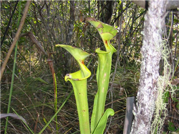 close-up of carniverous pitcher plant