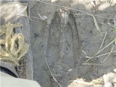 the large footprint of a mule deer in a freshwater marsh