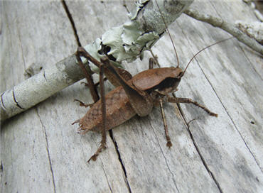 Close-up of brown cricket on log