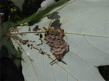 wasp nest on the back of leaf
