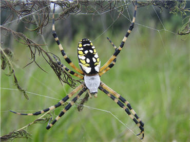 Close-up of banana spider on web