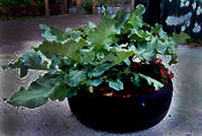 image of tire recycled into a flower pot