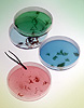 Photo: Petri dishes with various chemicals