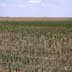 Dryland Corn
