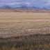 Irrigated wheat fields, cut