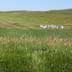 Grassland/rangeland. Beehives sitting in field