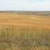 Wheat fields. Grasslands/rangeland