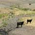 Grassland/rangeland with cattle grazing in draw
