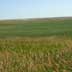 Prairie/grassland and small grains