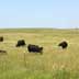 Grassland/rangeland with grazing cattle