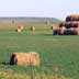 Alfalfa and haying