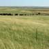 Grassland/rangeland with grazing cows