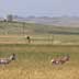 Grassland/pasture with pronghorns grazing