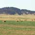 Alfalfa/haying, grassland, forested ridges in the background