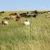 600-700 lb. steers in fenced grassland/rangeland setting