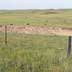 Grassland/rangeland on gently rolling hills. Grazing cattle.