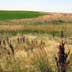 New growth wheat and grassland/rangeland
