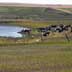 Rangeland with cows grazing by small pond