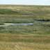 Rangeland with cows grazing by small pond