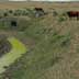 Cows grazing near drainage