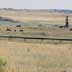 Grassland/sagebrush with active oil wells and pipeline, and grazing cattle