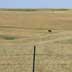 Grassland/rangeland. Crested wheatgrass