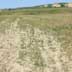 Degraded grassland