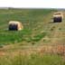 Grassland/hay