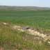 Crested wheatgrass and rangeland/pasture