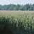 Flood plain corn field