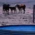 Cattle at Water Tank