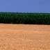 Irrigated Corn and Dryland Wheat Stubble