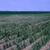 Dryland Corn Drought Stressed