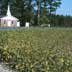 Soybeans, pine plantation, and church