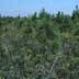 Young pine plantation (4-8 feet)