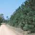Pine plantation (30 feet)