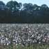 Ripe picked cotton field