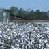 Ripe cotton field
